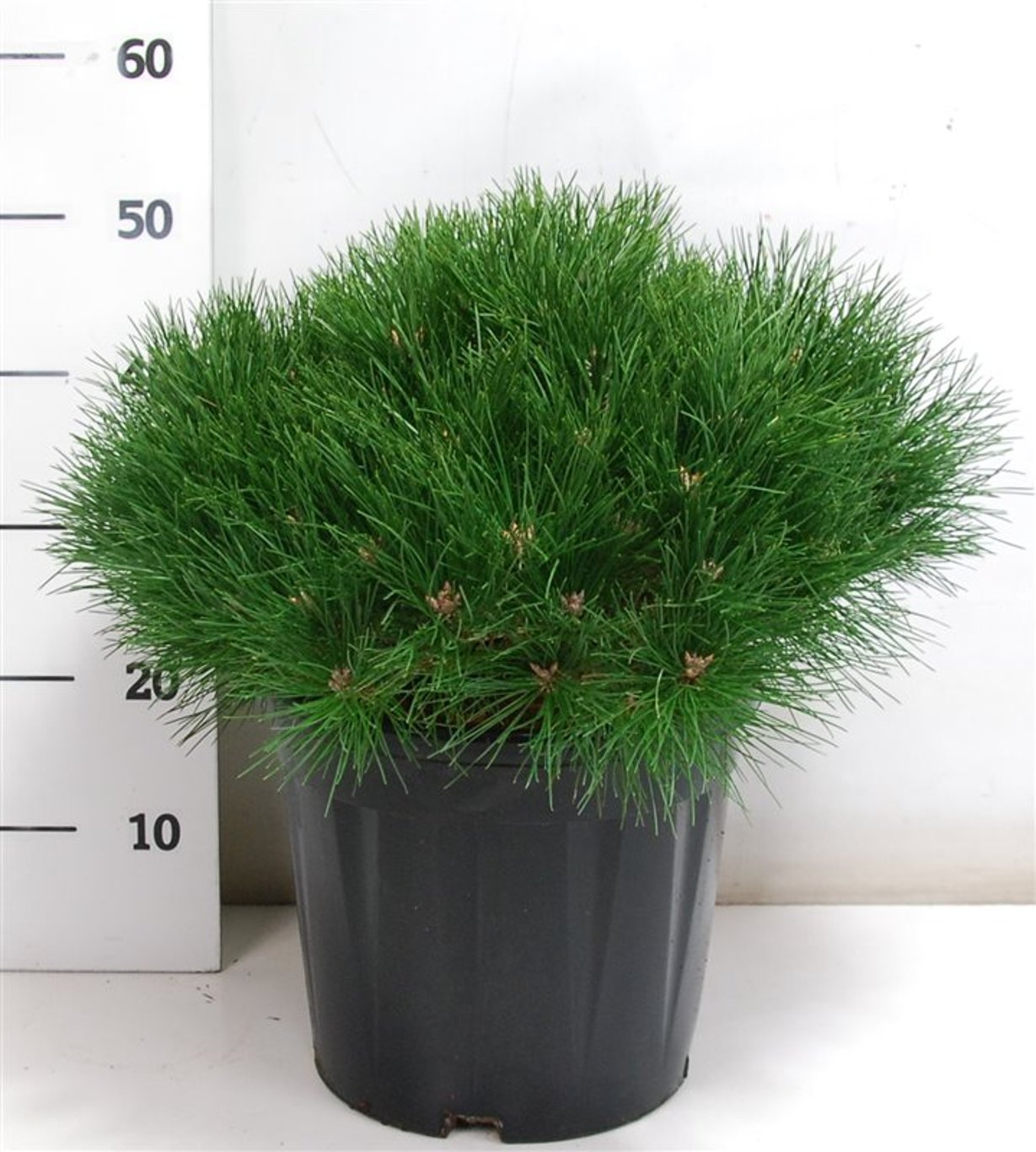 Pinus 'Marie Bregeon' - C12 40-50 CM